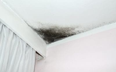 4 Signs of Mold in the Home