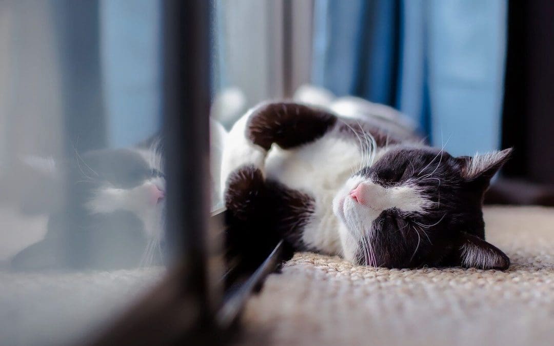 Cleaning Tips for Pet Owners