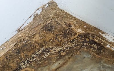 Protecting Your Home: Understanding Wood-Destroying Insects