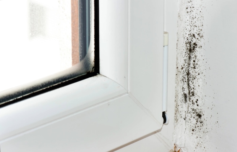 Prevent Mold Before It Starts: Simple Ways to Keep Your Home Healthy